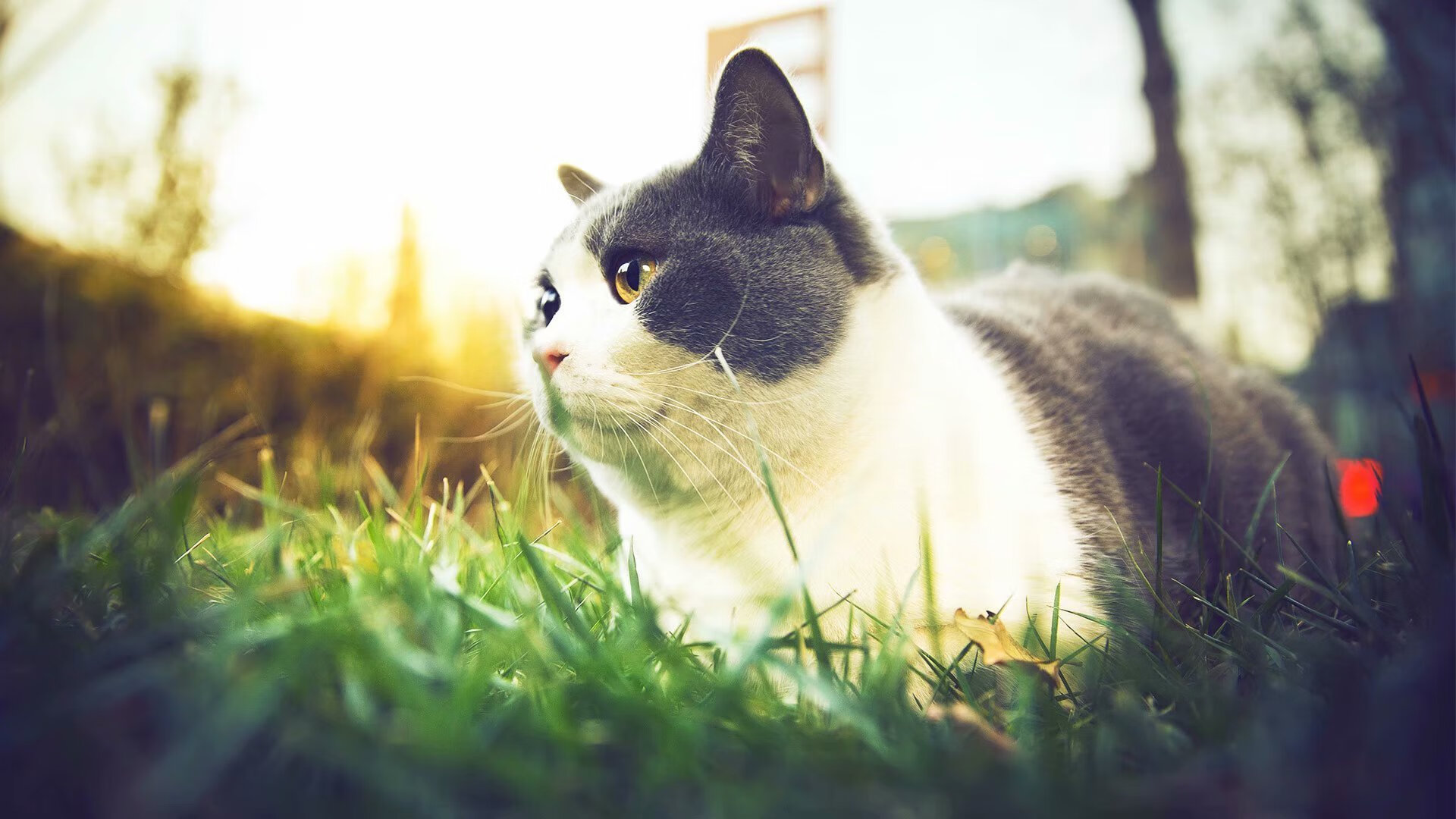 中国队在巴黎奥运会比赛中展现出快速反击战术，巴黎奥运会中国代表团