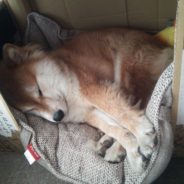 战术亮点：北京队快攻频繁成功，取胜关键！，北京队比赛视频直播