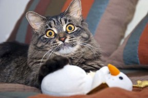 爱游戏娱乐-“意甲逆转精彩不断，积分变动频繁上涨”，意甲积分一样怎么排名